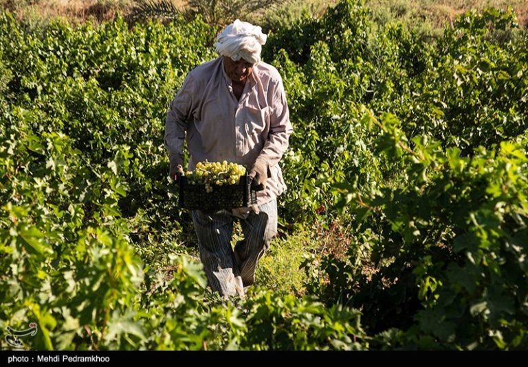 یک میلیون روستایی و کشاورز در دولت سیزدهم بیمه شدند