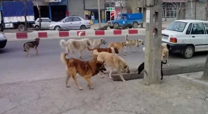 رهاسازی سگهای ولگرد دیگر شهرها در کرمانشاه