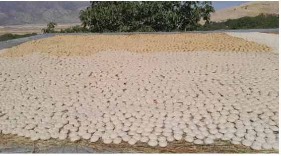 خطر فراموشی ترخینه در کمین است