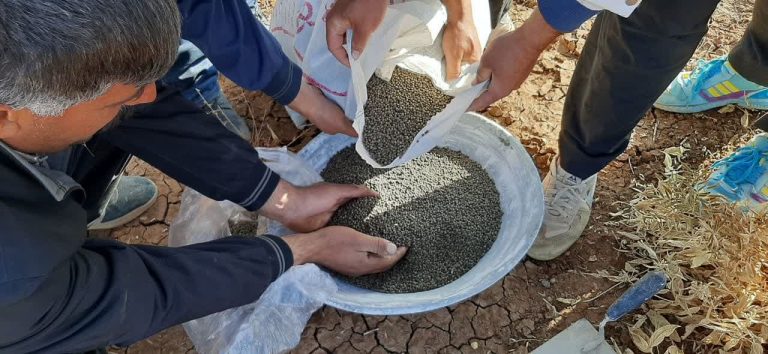 عملیات کپه کاری و بذر پاشی در ۵۰ هکتار از اراضی شهرستان دالااهو انجام شد