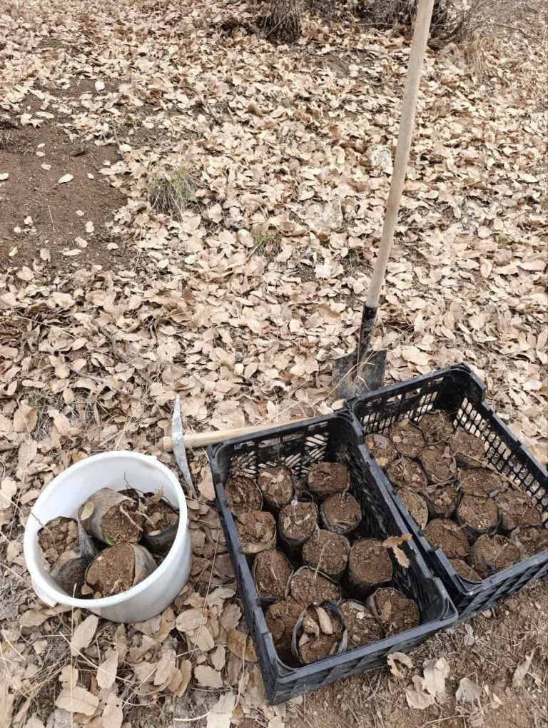 اجرای طرح شهید مرادی در مدارس شهرستان دالاهو