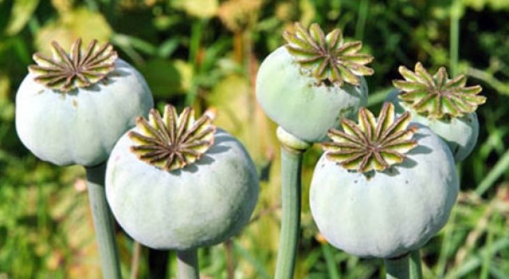 عزم جدی برای ریشهکنی خشخاش در کرمانشاه