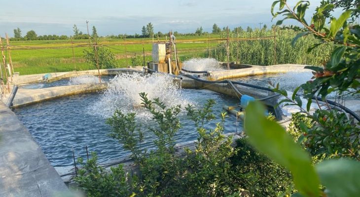 دالاهو پیشتاز تولید ماهیان سردابی کرمانشاه