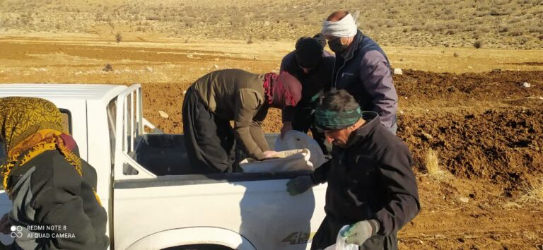 آغاز عملیات بیولوژیک در مراتع دالاهو با مشارکت بهرهبرداران